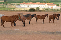 Caballos-libres-hipica-navarrete