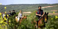 Caballos_rioja1