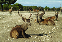 Ciervos-finca-la-planta-hotel-arzuaga