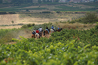 Entorno-ruta-a-caballo-hipica-navarrete