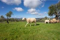 Ovejas-finca-1-almazara-la-organic-ronda-malaga