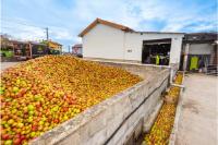 Recogida-manzanas-3-llagar-sidra-gijon-asturias