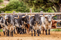 Toros-bravos-2-ganaderia-torrestrella-cadiz