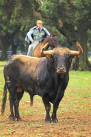 Toros-bravos-7-ganaderia-torrestrella-cadiz