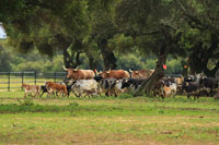 Toros-bravos-8-ganaderia-torrestrella-cadiz