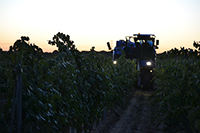 Vendimia-nocturna-bodega-emina-rueda-valladolid