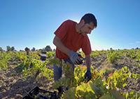 Vinedo-1-bodega-arribes-duero