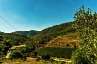 Vinedo-1-bodega-conreria-scala-dei-priorat