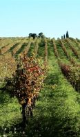 Vinedo-2-bodega-conreria-scala-dei-priorat