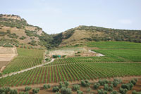 Vinedo-3-bodega-morosanto-ronda-malaga