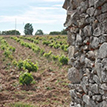 Vinedo-5-bodega-arribes-duero-top