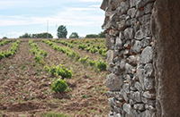 Vinedo-5-bodega-arribes-duero