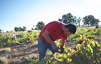 Vinedo-6-bodega-arribes-duero