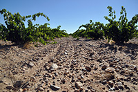 Vinedo-bodegas-farina