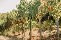 Vinedos-1-visita_bodegas_godelia