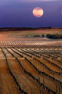 Vinedos-2-bodega-pradorey-ribera-duero