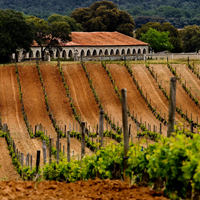 Vinedos-3-bodega-pradorey-ribera-duero