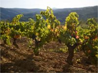 Vinedos-3-visita_bodegas_godelia