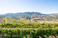 Vinedos-bodega-buil-gine-priorat