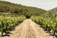 Visita-bodega-balcona-bullas-001