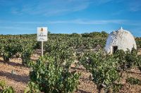 Visita-bodega-vina-pedrosa-burgos-003