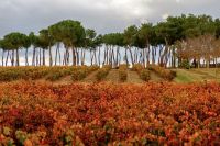 Visita-bodega-vina-pedrosa-burgos-014